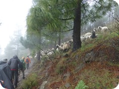 Sheep_in_mountains1